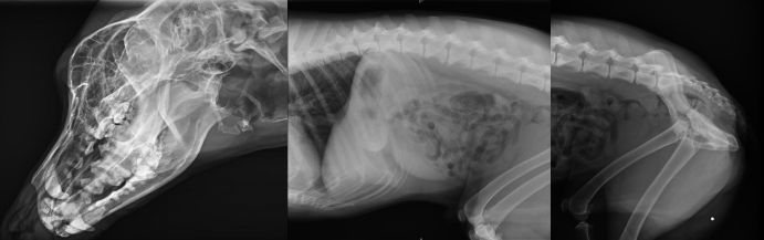 宠物DR片 宠物DR片