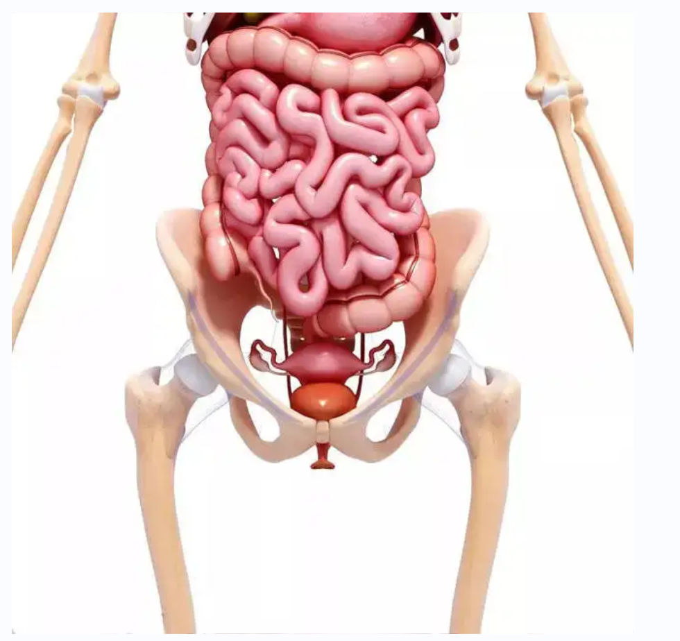 【医疗科普】：骨盆?；? width=