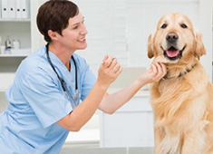 宠物DR设备 宠物DR设备